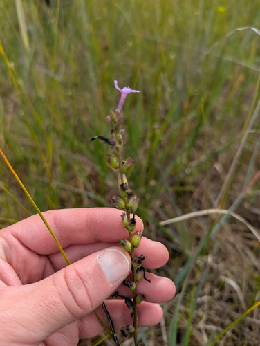 Buchnera americana