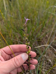 Buchnera americana