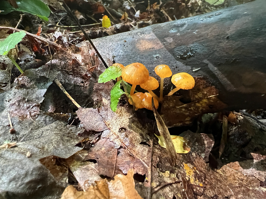 orange mycena · September 2026 · photo: Photo: (c) Katy Swiere, some rights reserved (CC BY) · iNaturalist