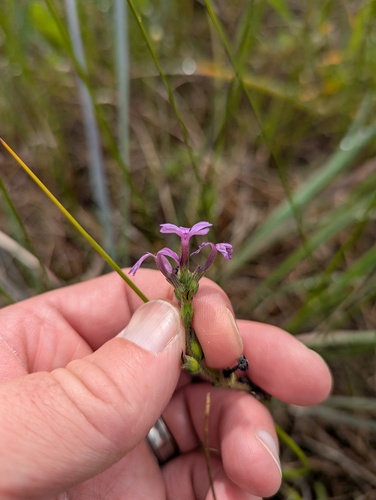 Buchnera americana, photograph 4