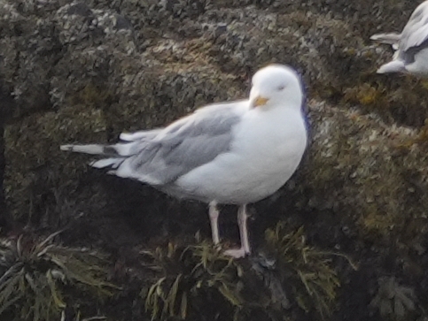 European Herring Gull