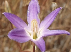 Brodiaea santarosae