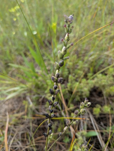 Buchnera americana, photograph 5