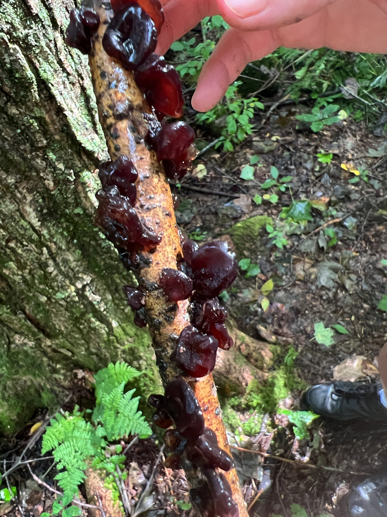 American Amber Jelly Fungus · September 2026 · photo: Photo: (c) Katy Swiere, some rights reserved (CC BY) · iNaturalist