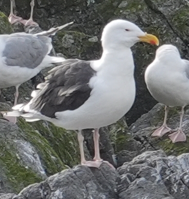 Great Black-backed Gull