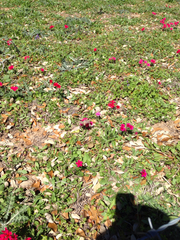 Phlox drummondii drummondii