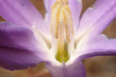 Brodiaea santarosae