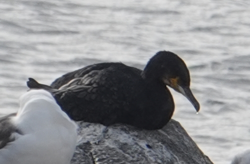 European Shag