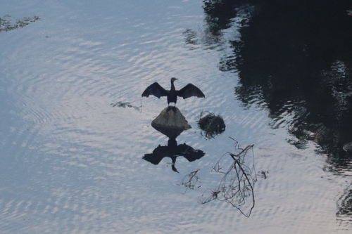 Great Cormorant