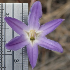 Brodiaea santarosae