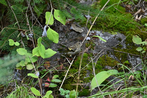 Pine Siskin