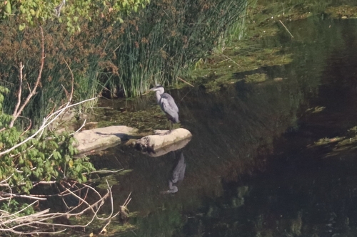 Grey Heron