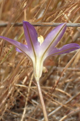 Brodiaea santarosae