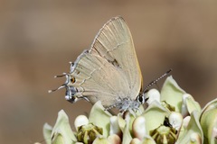 Satyrium ilavia