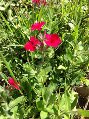 Phlox drummondii drummondii