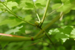 Aceria vermicularis