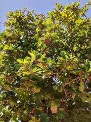 Terminalia catappa