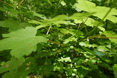 Aceria vermicularis