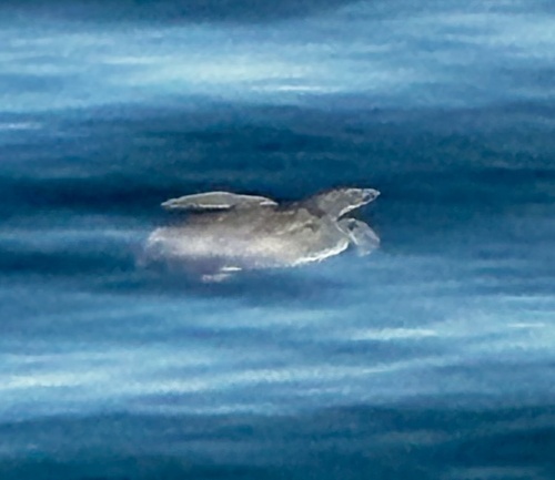 Kemp's Ridley Sea Turtle observed by tcullinane