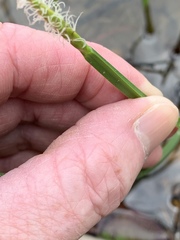 Eleocharis quadrangulata