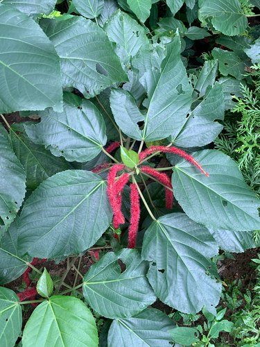 Chenille-plant