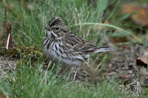 Savannah Sparrow