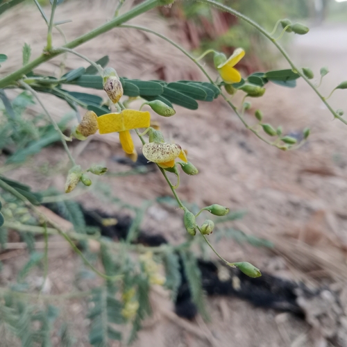 Egyptian riverhemp