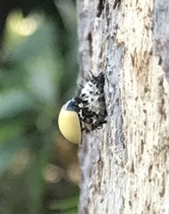 Exochomus quadripustulatus