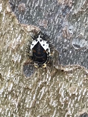 Exochomus quadripustulatus