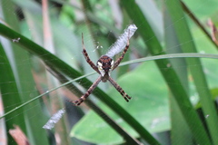 Argiope perforata