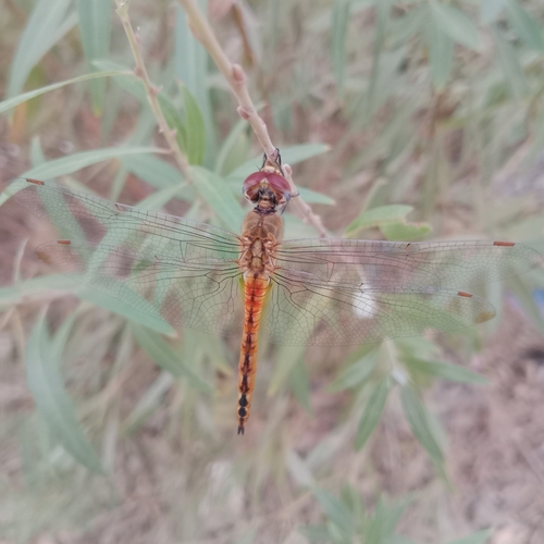 Wandering Glider