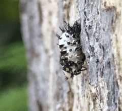 Exochomus quadripustulatus