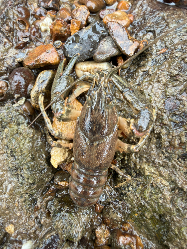 Spinycheek Crayfish