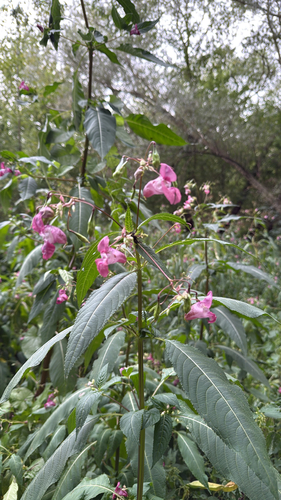 Himalayan balsam