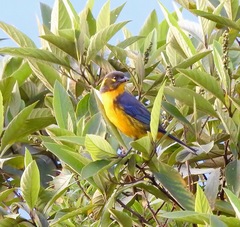 Anisognathus lacrymosus