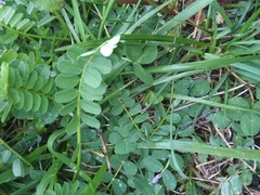 Vicia sativa