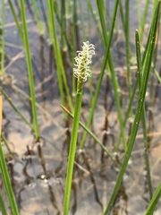 Eleocharis quadrangulata