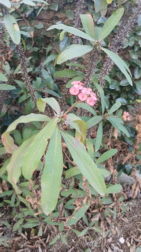 Crown-of-Thorns