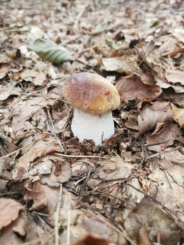 King Bolete