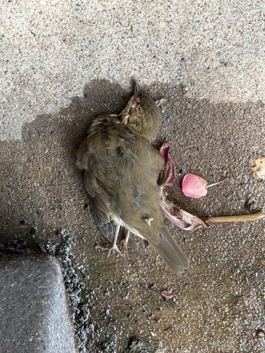 Swainson's Thrush