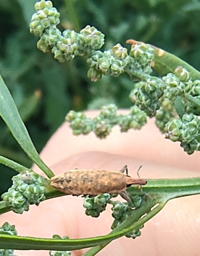 Lixus subtilis