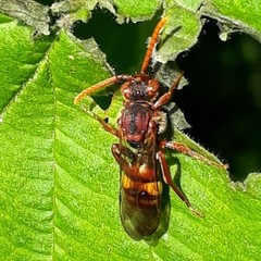 Nomada flava