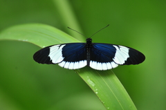 Heliconius sapho candidus