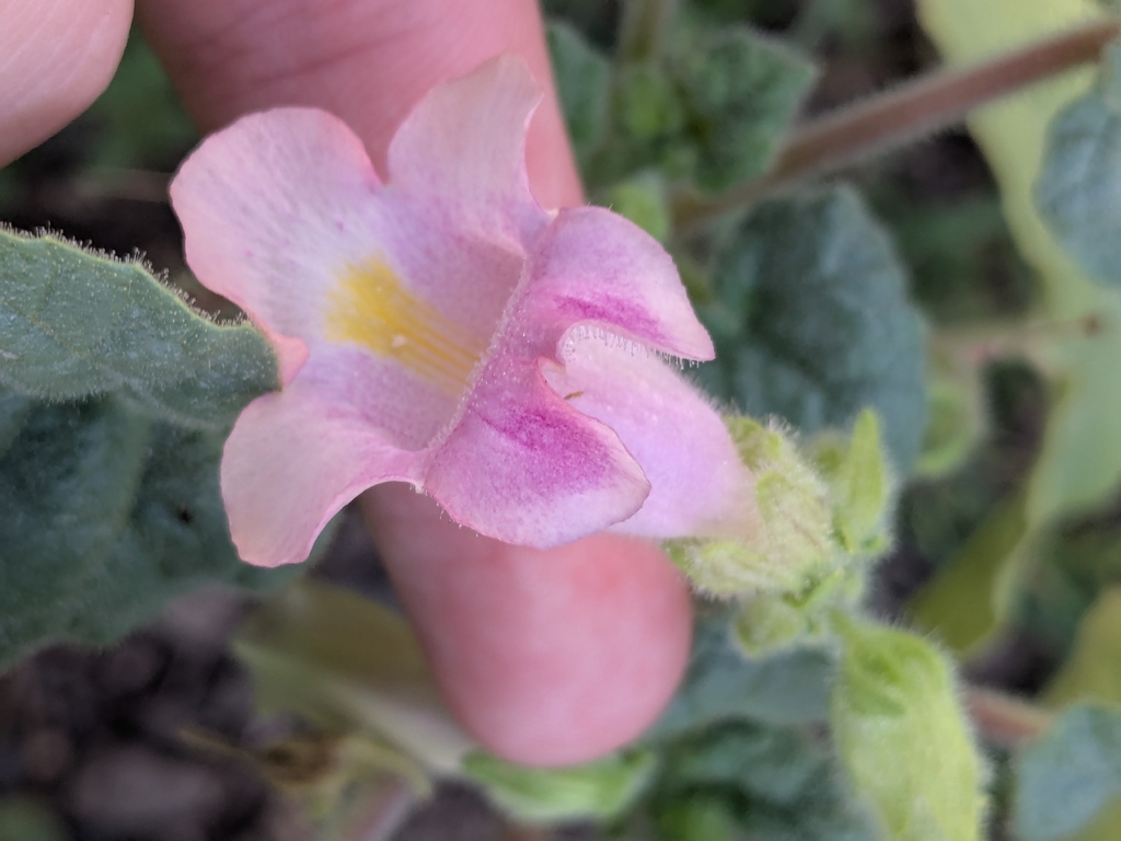 Proboscidea parviflora; photograph (c) Marie Domokos, some rights reserved (CC BY)
