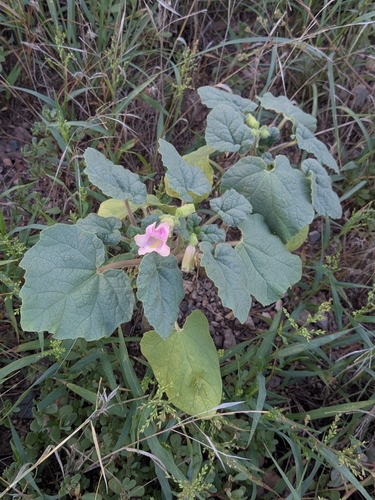 Proboscidea parviflora, photograph 6