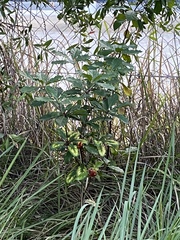 Pittosporum undulatum