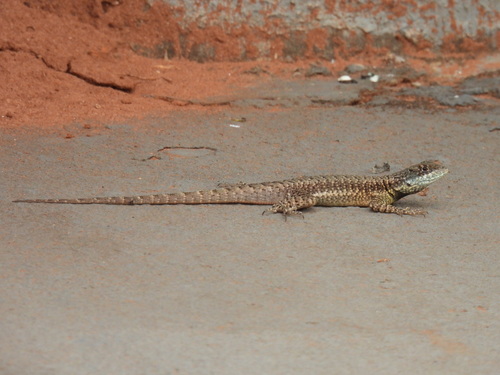 Amazon Lava Lizard