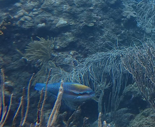 Striped Parrotfish