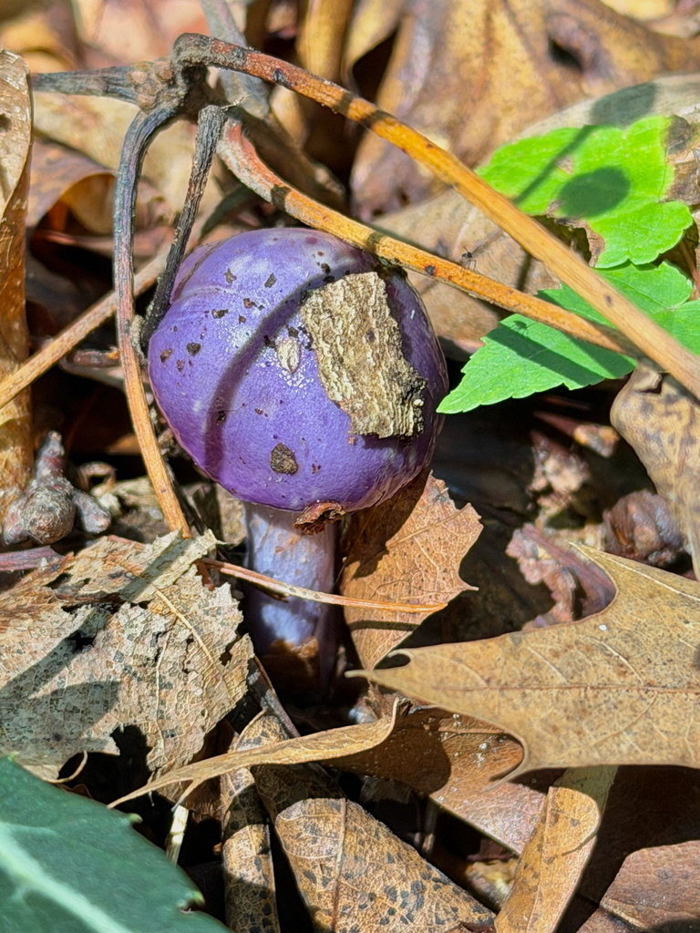 Viscid Violet Cort · September 2026 · photo: Photo: (c) Eli Talhouk, some rights reserved (CC BY) · iNaturalist