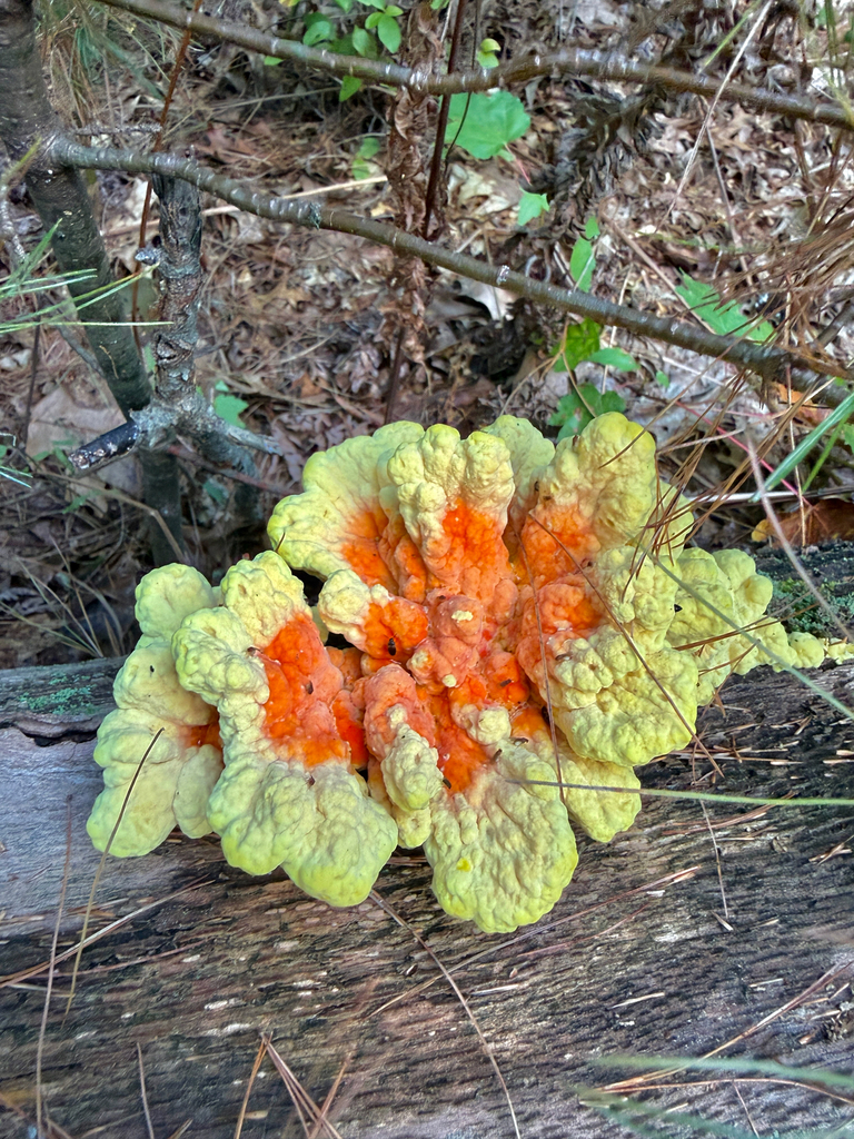 chicken of the woods · September 2026 · photo: Photo: (c) Eli Talhouk, some rights reserved (CC BY) · iNaturalist
